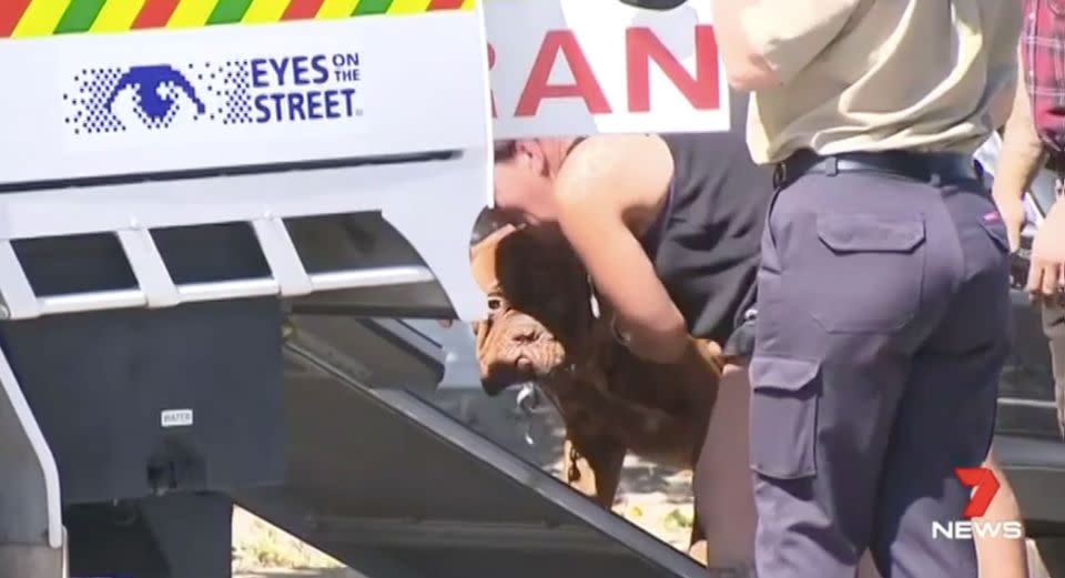 The mastiff is taken away by rangers after the alleged attack. Source: 7 News