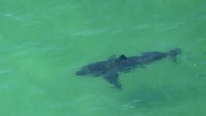 Surfers have 'close call' with great white in water off Cape Cod