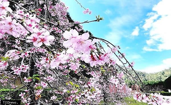 九族文化村櫻花祭正式登場。<br /><br />（記者蔡榮宗翻攝）