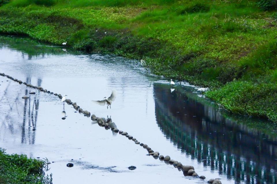 成群白鷺鷥出現在鴨母港溝，也重拾蘆洲河畔回憶。（新北市水利局提供）