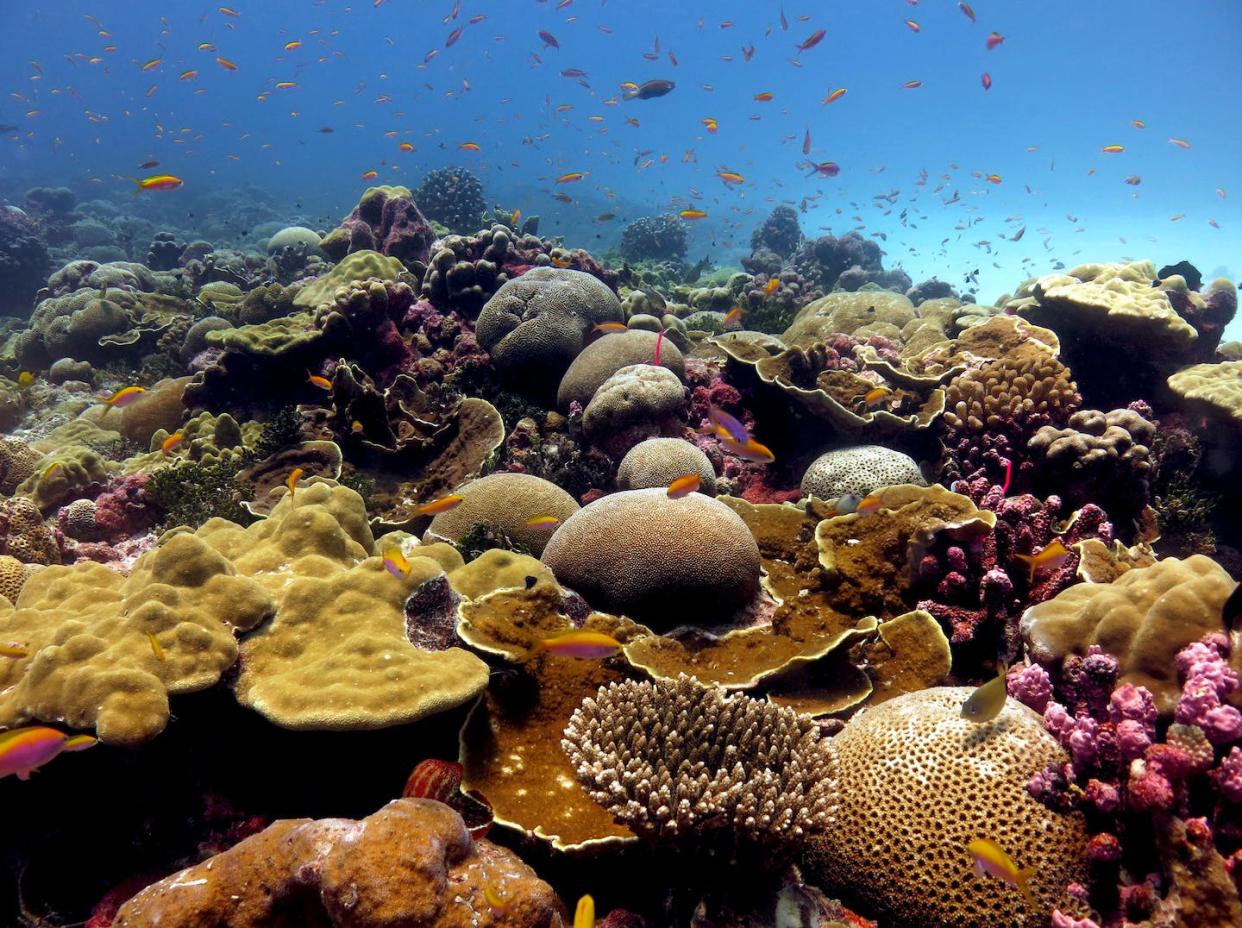 A healthy reef on Kiritimati (Christmas Island, Republic of Kiribati). (Danielle Claar), Author provided