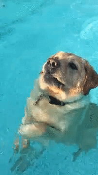 dog swimming2