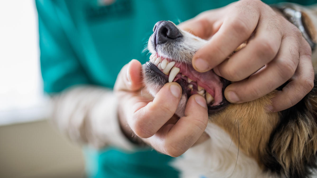 Dog Power Paste - For Teeth & Irritation