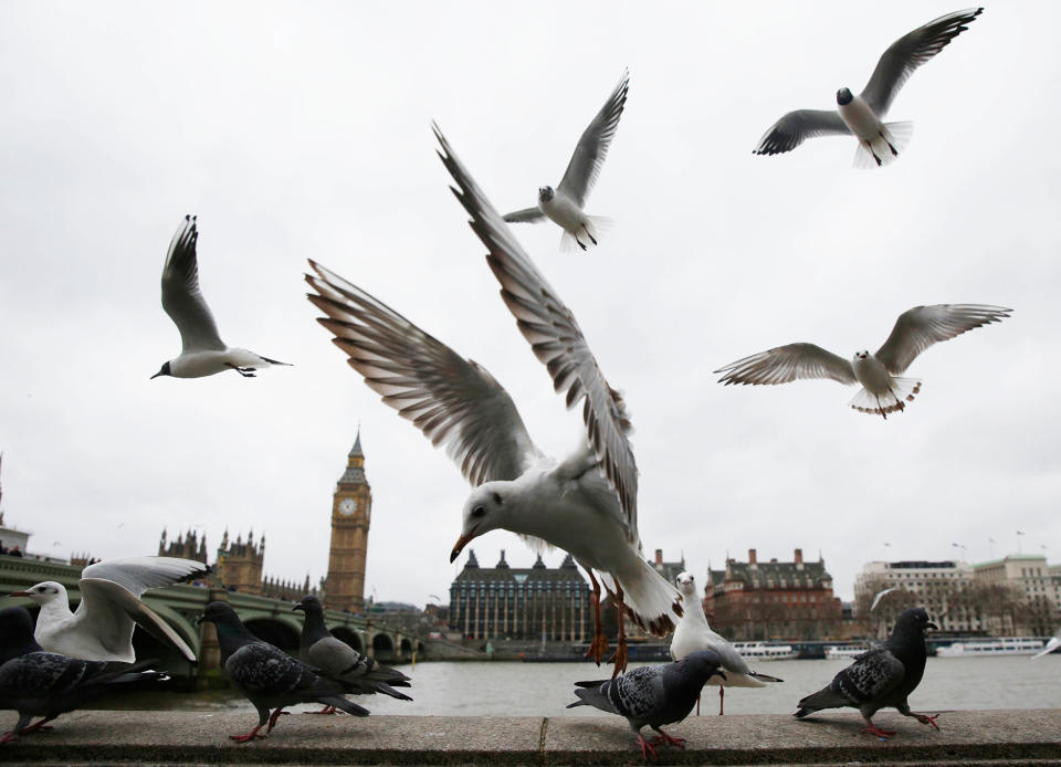 <p>Gulls fly over the River Thames near the Houses of Parliament in central London, Britain February 25, 2017. (Neil Hall /Reuters) </p>