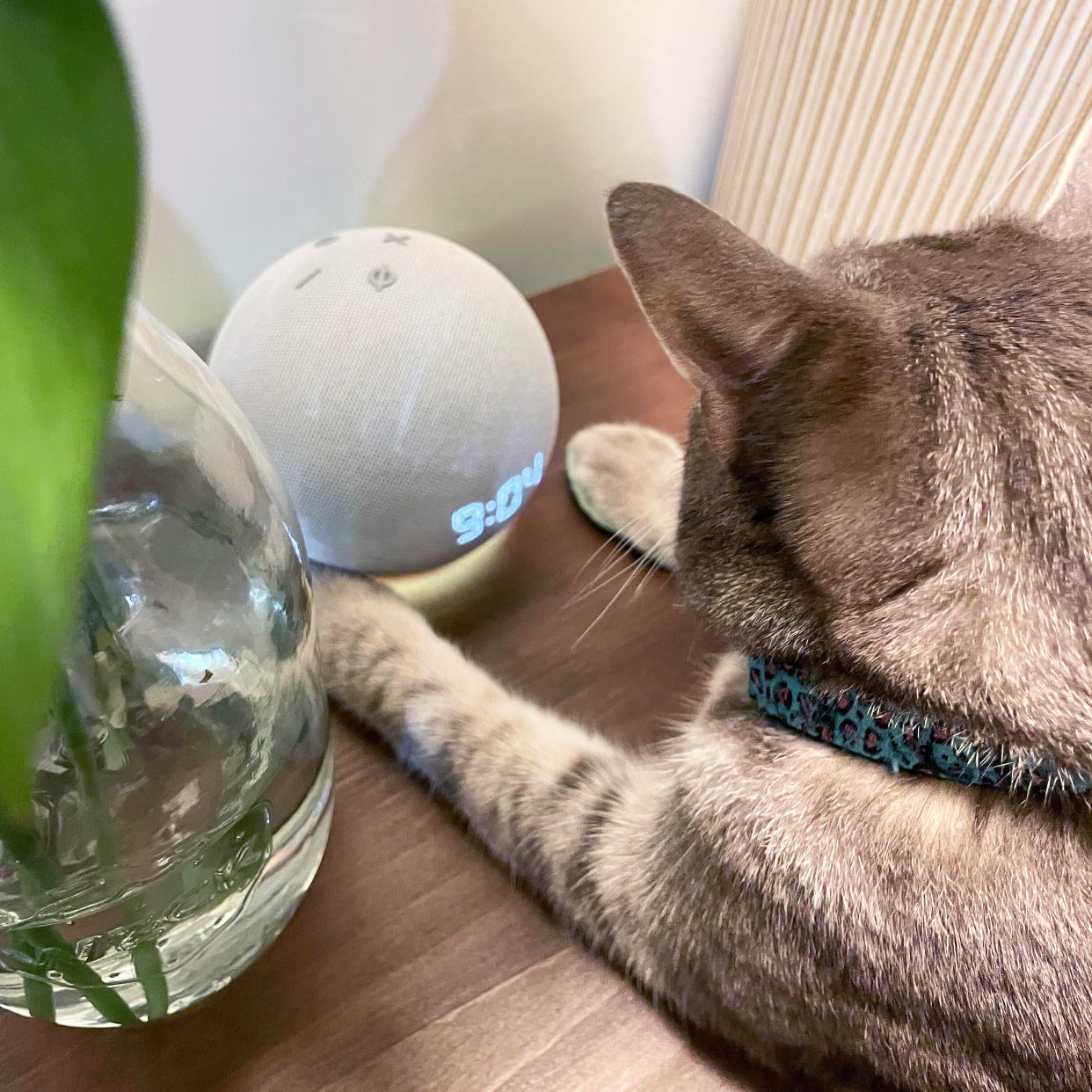 Zoe Malin and her cat, Wanda have been loving her new Echo Dot with a digital clock because it’s smaller than she thought and blends right into her furniture. (Courtesy Zoe Malin)