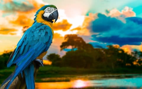 The critically endangered blue-throated macaw - Credit: AP