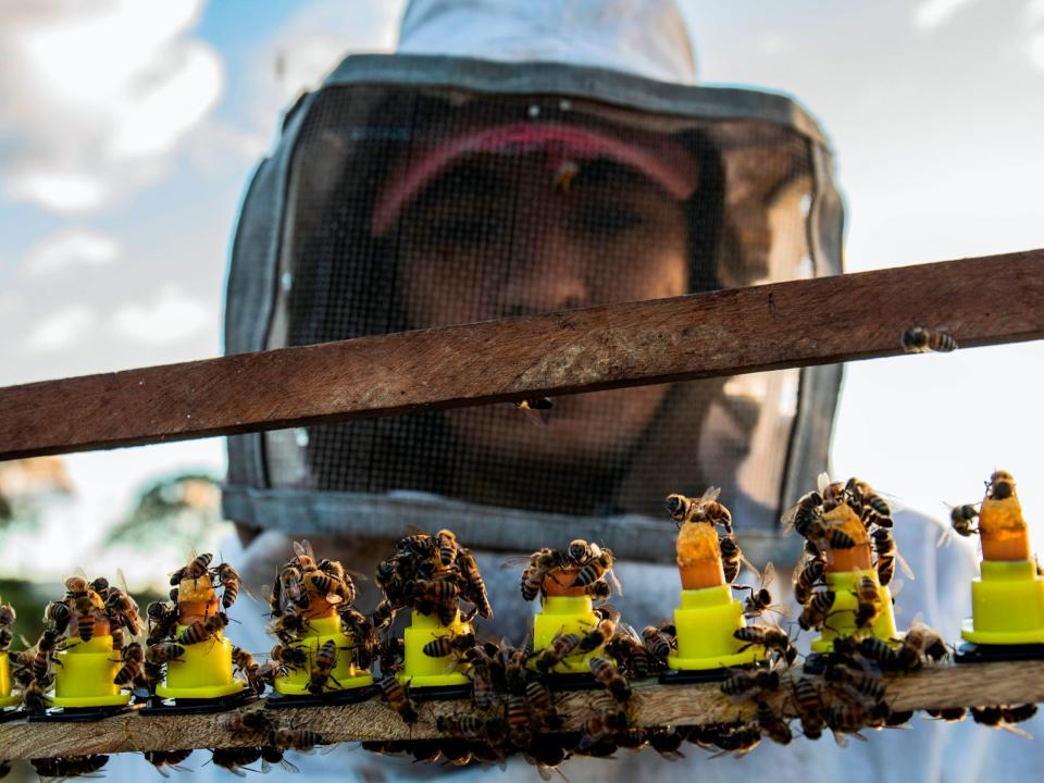 honey production bees beekeepers