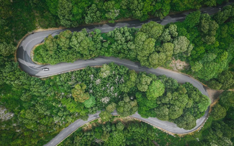 Aerial view of Laurisilva Forest in Madeira - Getty