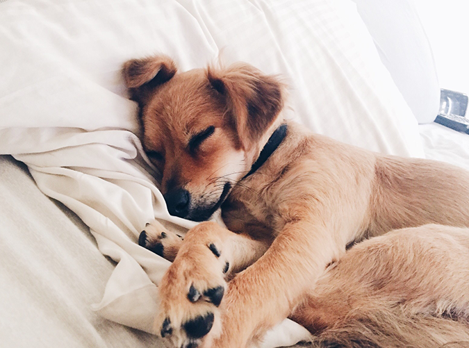 Should You Let Your Dog Sleep with You? 7 Benefits to Consider