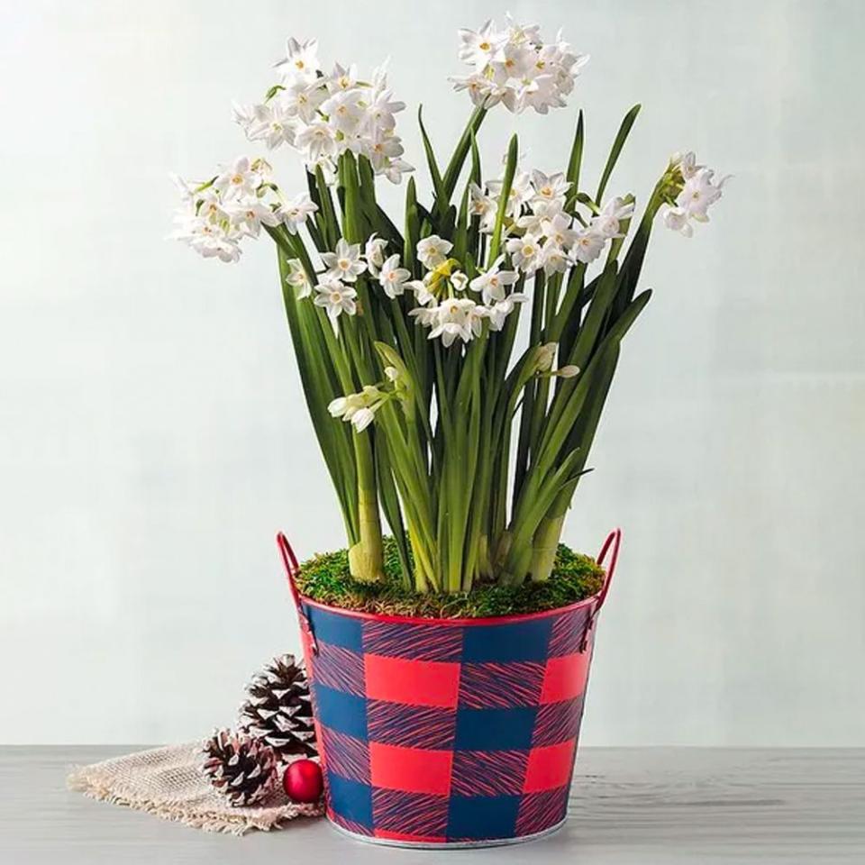 6) Paperwhites Bulb Garden in Gift Tin