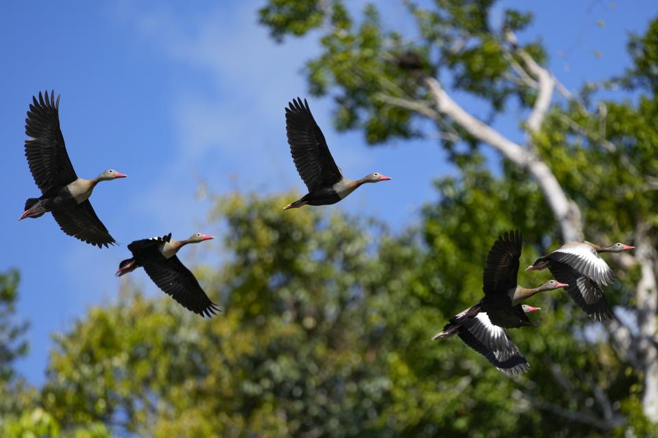 Ducks fly over the Assua River, next to the land of the Juma Indigenous community, where three sisters lead and manage the Indigenous territory after the death of their father, near Canutama, Amazonas state, Brazil, Saturday, July 8, 2023. (AP Photo/Andre Penner)