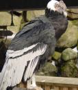 Tito, Andean condor; Platform: Wildlife protection.