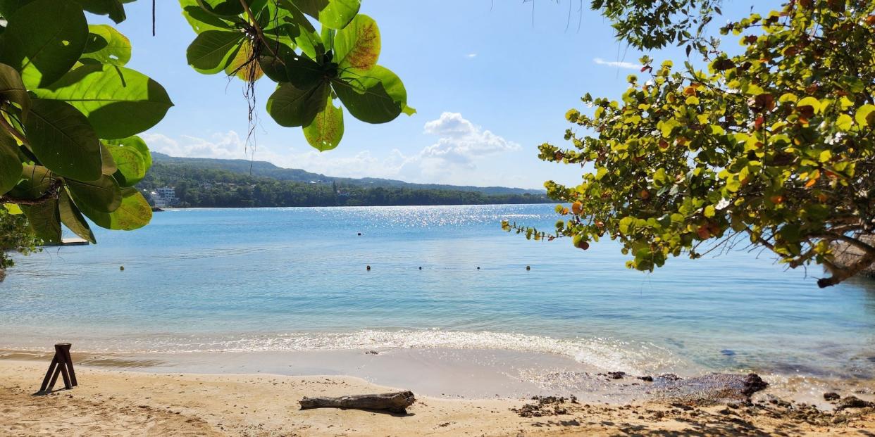 A warm-looking beach with golden sand, driftwood, and trees off in the distance.