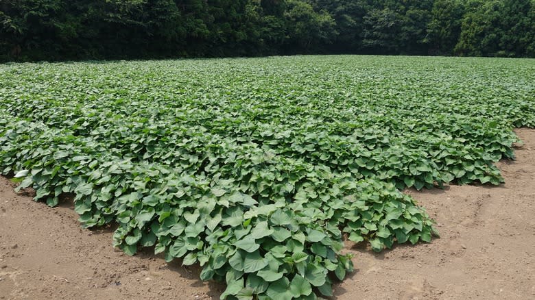 sweet potato field