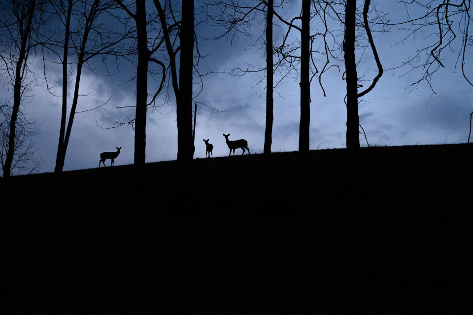  Deer along a hillside along a rural road in Greene County, Pa.,  on March 29, 2023. (Justin Merriman for NBC News)