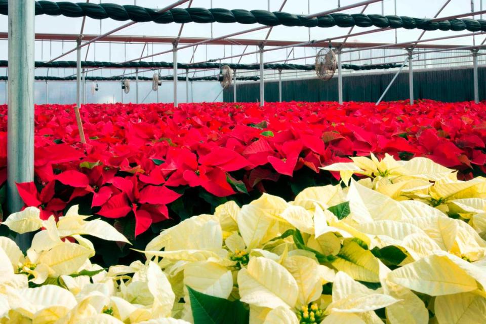 Poinsettias come in a wide variety of colors.