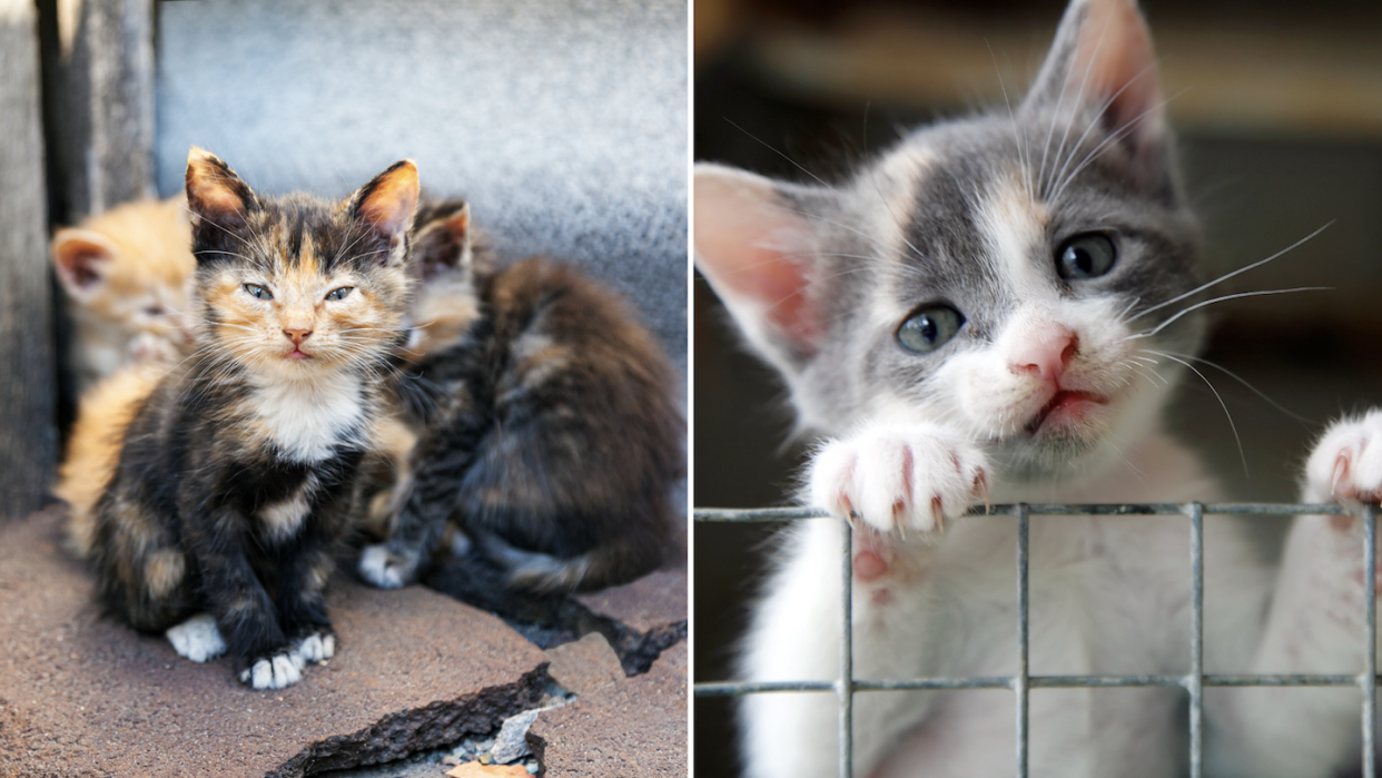 Abandoned and homeless cats (left) and kitten attempting to climb over fence (Photos: Getty Images)