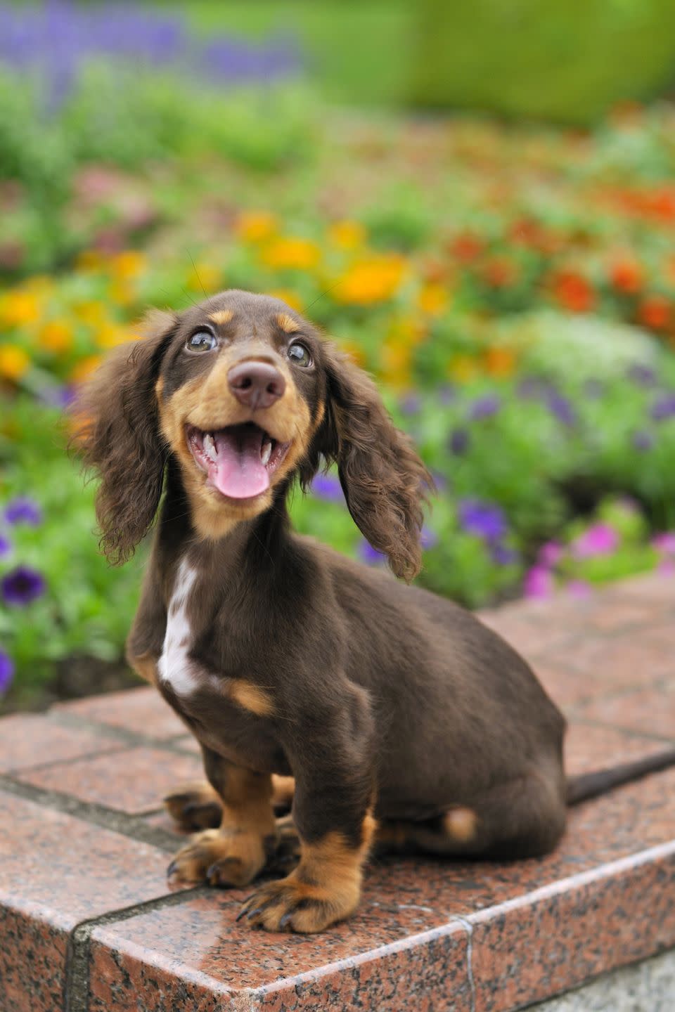 Dog breed, Dog, Carnivore, Vertebrate, Mammal, Sporting Group, Snout, Liver, Companion dog, Dachshund, 