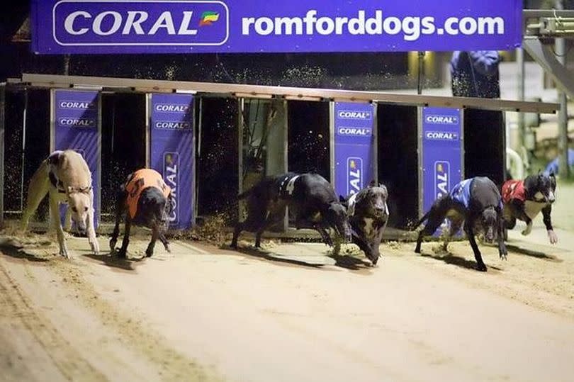 Romford dogs