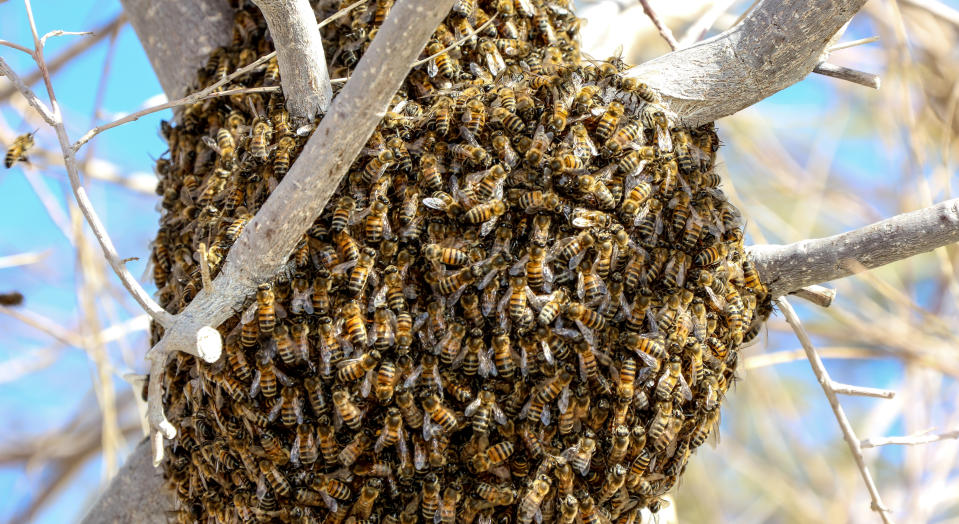 Ein Bienenschwarm hat sich um einen Baumstamm versammelt.