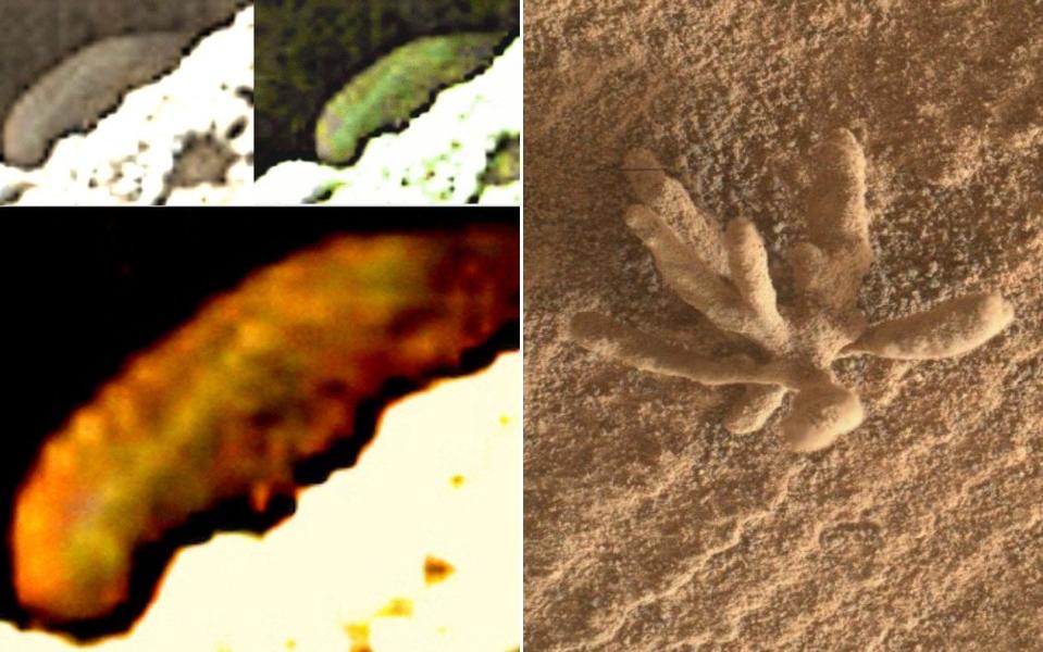 Scientists believe they have spotted fossilised sponges, corals, worm eggs, algae, fungi, lichen, shrimp, crabs, sea spiders, scorpions and a translucent millipede in photos of the planet