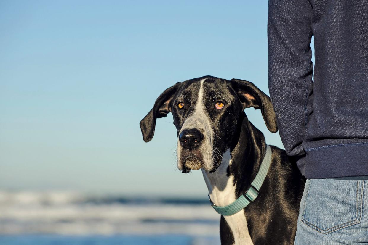 great dane at beach with his owner; osteosarcoma in dogs