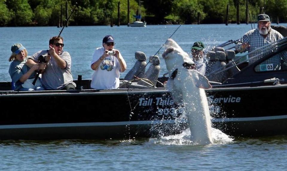A large sturgeon jumps out of the Columbia River on July 10, 2003. After anglers battled the fish for almost an hour, the line gave way and the fish got away.