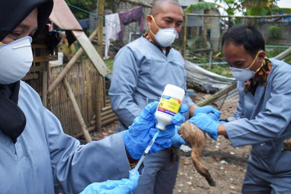 Una granja avícola vacunando en contra de la influenza aviar