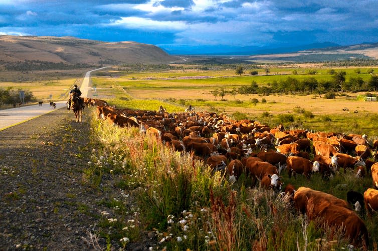 <span class="caption">Gauchos herd cattle on a vast plain.</span> <span class="attribution"><a class="link " href="https://www.shutterstock.com/image-photo/cattle-herd-cowboys-gauchos-chile-619154741" rel="nofollow noopener" target="_blank" data-ylk="slk:Michael Schroeder/Shutterstock;elm:context_link;itc:0;sec:content-canvas">Michael Schroeder/Shutterstock</a></span>