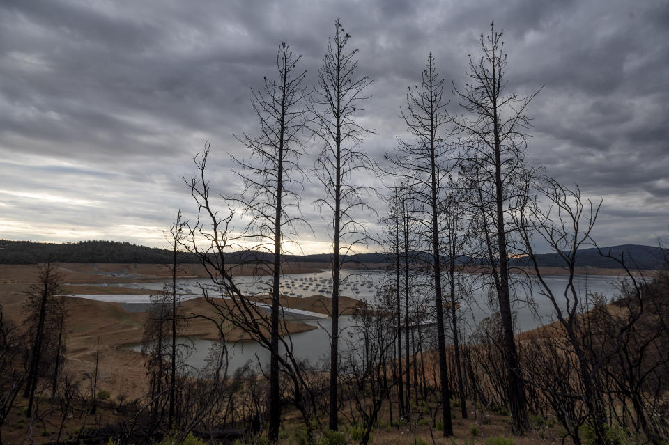 Trees scorched in the 2020 North Complex Fire stand above Lake Oroville on Saturday, May 22, 2021, in Oroville, Calif. At the time of this photo, the reservoir was at 39 percent of capacity and 46 percent of its historical average. California officials say the drought gripping the U.S. West is so severe it could cause one of the state's most important reservoirs to reach historic lows by late August, closing most boat ramps and shutting down a hydroelectric power plant during the peak demand of the hottest part of the summer. (AP Photo/Noah Berger)