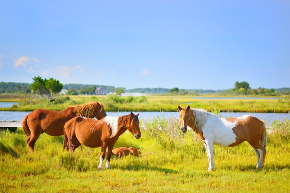 Chincoteague, VA