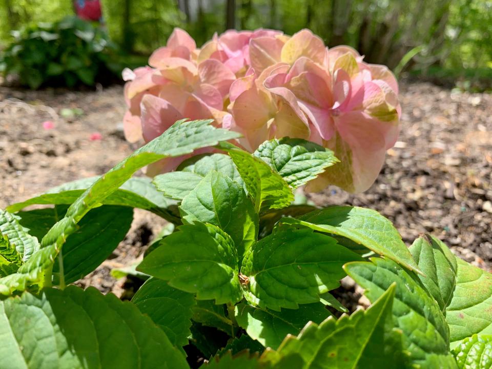 Hydrangeas are my preferred flowering plant.