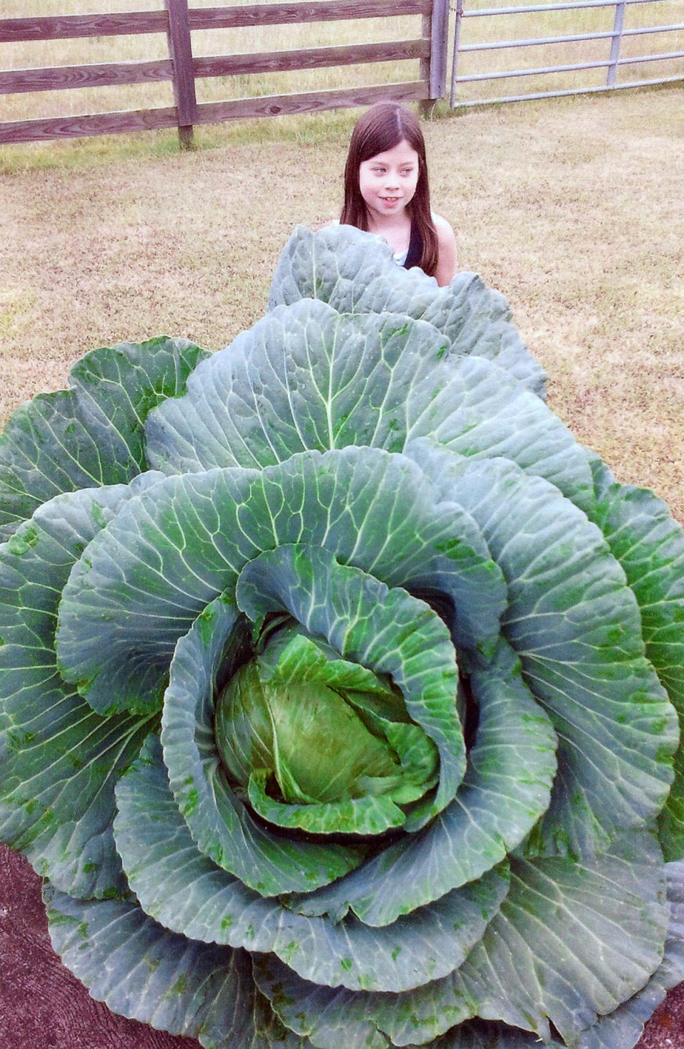 In this undated handout photo released by Bonnie Plants, Baylen Wasden, winner of the Bonnie Plants Cabbage Program for the State of Georgia in 2011, is seen. If you think it's hard getting kids to eat their vegetables, wait until you try recruiting them for garden work. But the challenge is worth it, since children might be more likely to add healthy foods to their diet after growing them. (AP Photo/Bonnie Plants)