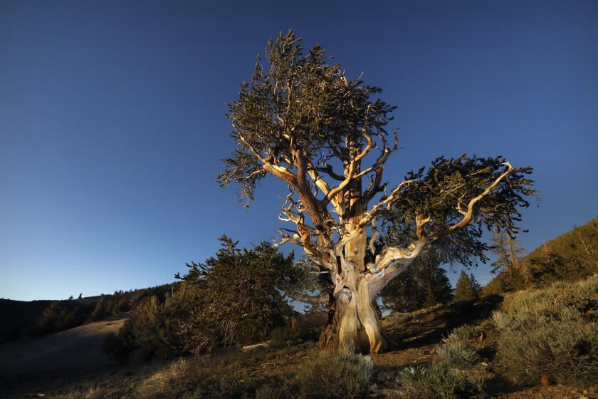 BRISTOL, CALIFORNIA-JUNE 17, 2022--At the Ancient Bristlecone Pine Forest, where some of the the world's oldest trees live, scientists are concerned about a possible infestation of bark beetle. So far the trees in the Ancient Bristlecone Pine Forest have not been effected by bark beetle, but they have on a more remote mountaintop nearby. The trees that can live up to 4,000 years old, but some are currently dying due to black root rot. (Carolyn Cole/Los Angeles Times)