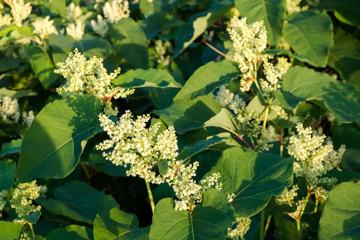 japanese knotweed plant