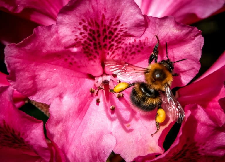 Un abejorro recolecta polen de un rododendro en un jardín de las afueras de Moscú el 1 de junio de 2021 (Yuri Kadobnov)