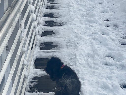 small dog walking up ramp covered in snow on a river doc