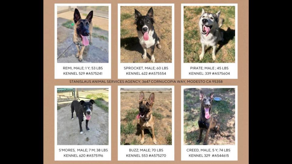 These are among the dogs available for adoption at the Modesto shelter.