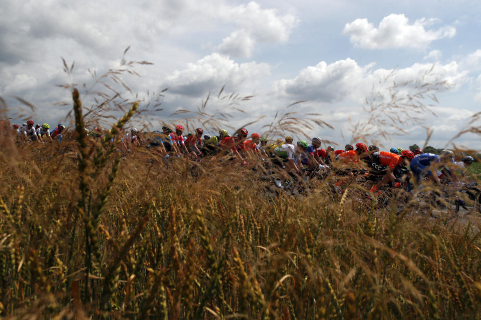 Riders pass by a corn field during the third stage of the Tour de France cycling race over 215 kilometers (133,6 miles) with start in Binche and finish in Epernay, Monday, July 8, 2019. (AP Photo/Thibault Camus)