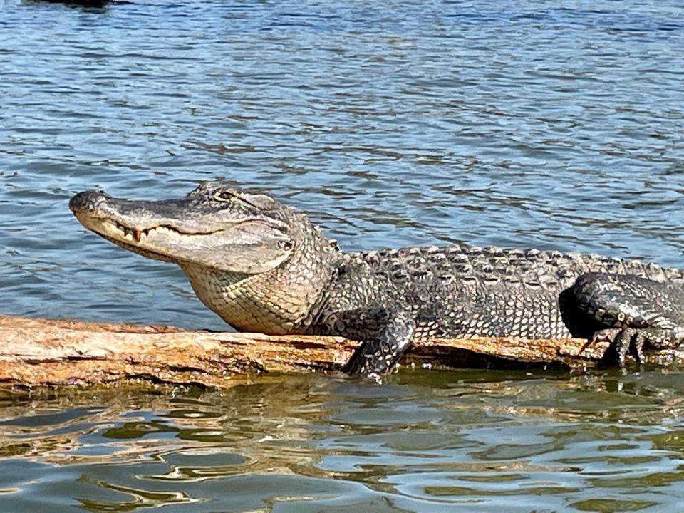 This large Louisiana alligator sunning on a fallen cypress tree in Lake Martin near Breaux Bridge on Nov. 11, 2022.