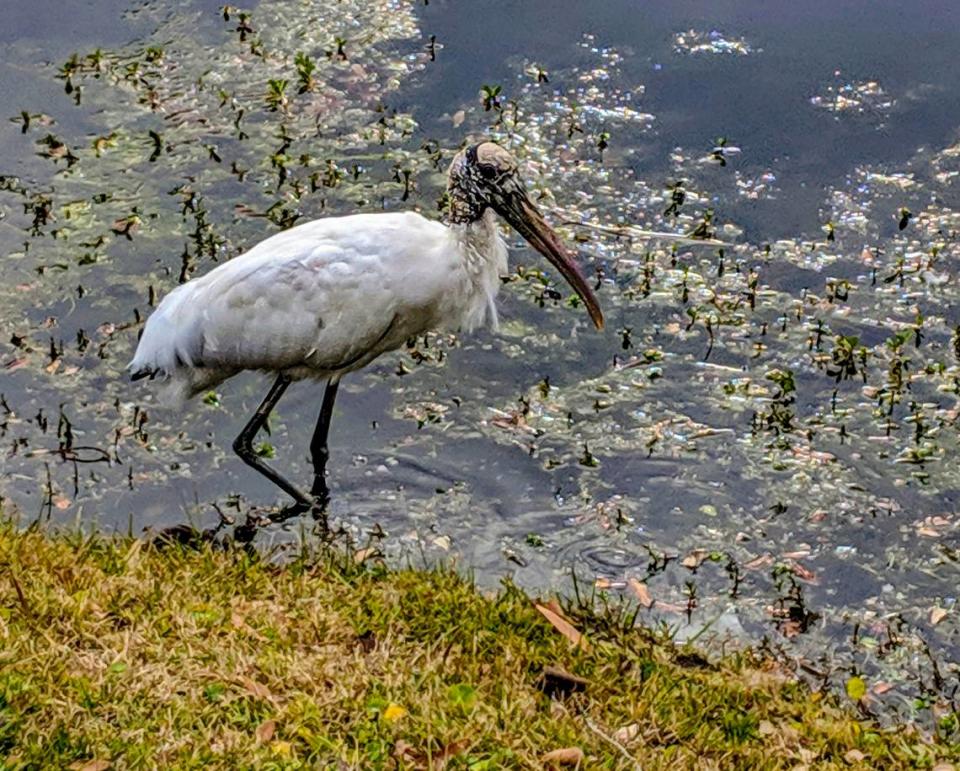 A Wood Stork pauses in its search for prey at a Hilton Head Island lagoon.
