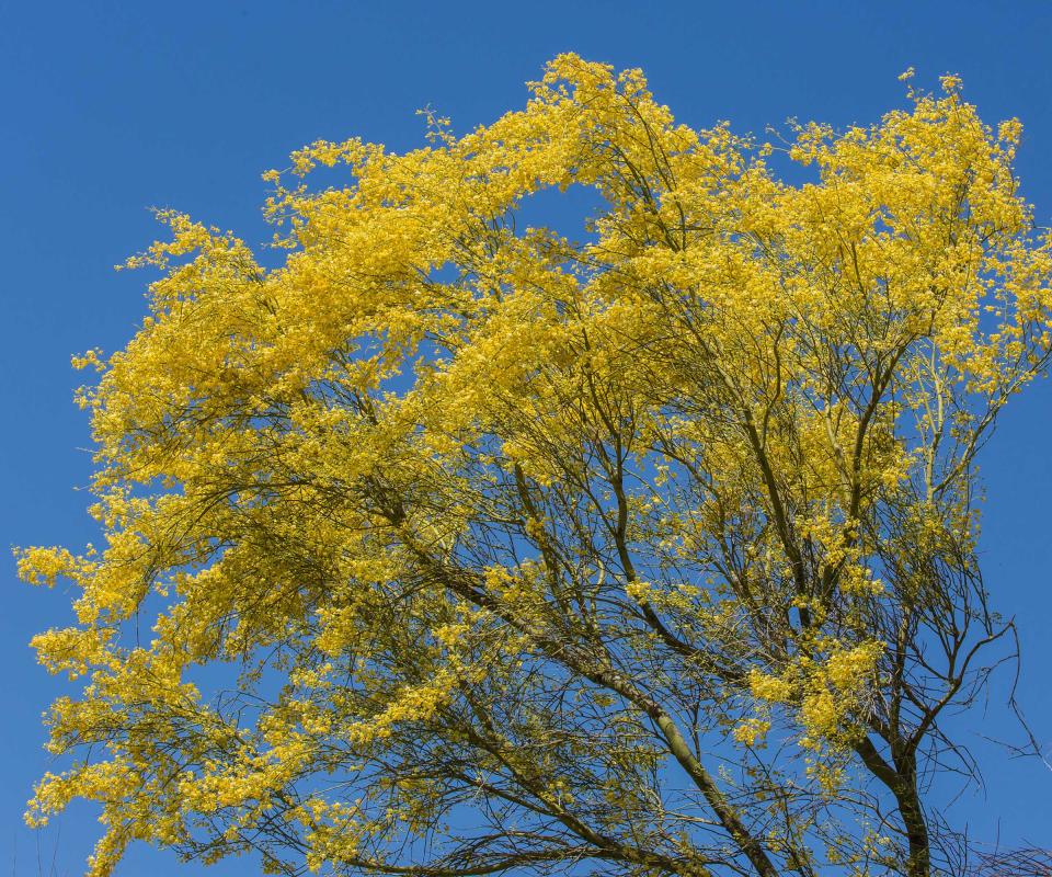 Blue palo verde tree in bloom