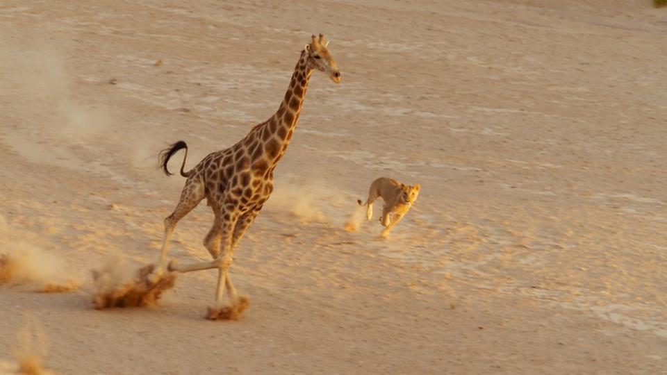 A desperate lioness chases a full grown giraffe on Planet Earth II. (BBC)