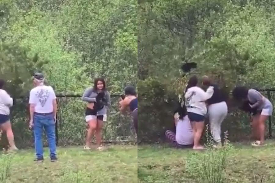 ¡Todo por una foto! Osito bebé es lastimado por personas que lo forzaron a bajar de un árbol