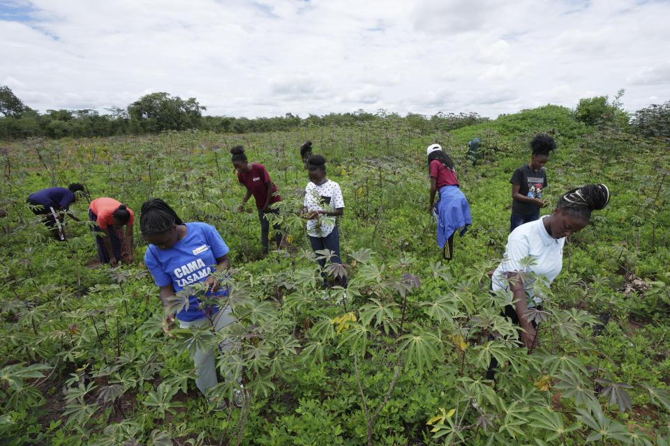 Girls inspect their cassava and groundnut crop which they planted as part of an agriculture guide program that aims to promote climate-smart techniques in Kasama, Zambia, Thursday, March 7, 2024. The program, in partnership with education ministries in Zambia and Zimbabwe, aims to help young people — particularly marginalized girls — build climate resilience and explore green careers. (AP Photo/Tsvangirayi Mukwazhi)