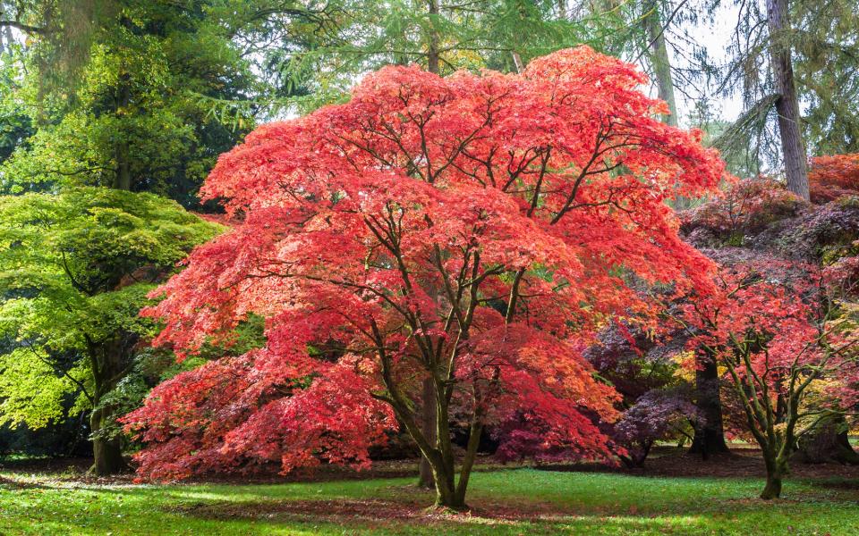 The National Arboretum