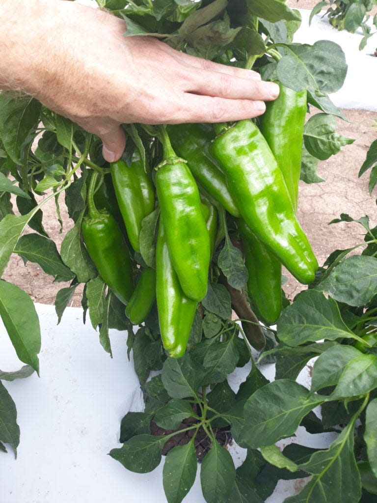 Regardless of the type of peppers you plan to grow, all types and varieties require at least six to eight hours of full sun during the growing season.