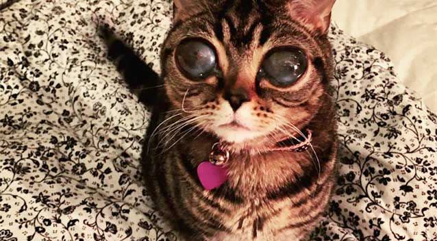 The two-year-old cat was rescued from a hoarder house and suffers from spontaneous lens luxation, which causes her eyes to take on an alien-like quality. Photo: Facebook