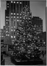 <p>The first Rockefeller Center Christmas tree was a small, humble display in 1931. However, <a href="https://theculturetrip.com/north-america/usa/new-york/new-york-city/articles/the-rockefeller-christmas-tree/" rel="nofollow noopener" target="_blank" data-ylk="slk:in 1933;elm:context_link;itc:0;sec:content-canvas" class="link ">in 1933</a> the tree was 50 feet tree and there was a tree lighting ceremony.</p>