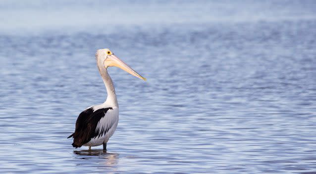 An investigation is underway after a pelican was stomped and kicked by two men. Stock image: Getty